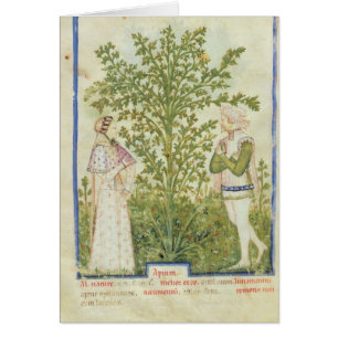 Nouv Acq Lat Celery, from 'Tacuinum Sanitatis'