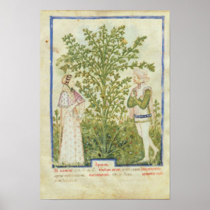 Nouv Acq Lat Celery, from 'Tacuinum Sanitatis' Poster