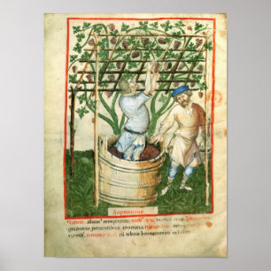 Nouv Acq Lat Gathering and pressing grapes Poster