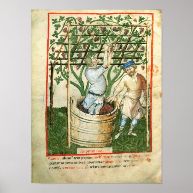 Nouv Acq Lat Gathering and pressing grapes Poster (Front)