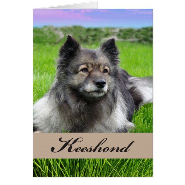 Nouveau chien Keeshond sur l'herbe (Devant)