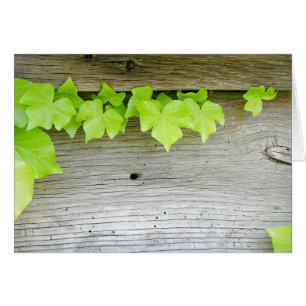 Nouveau lierre, vieux bois