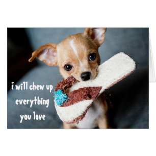 Nouvel Chihuahua Chihua Chihuahua Chewing Humour a