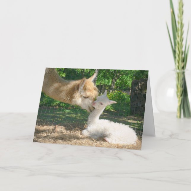 Nouvelle carte Cria (Devant)