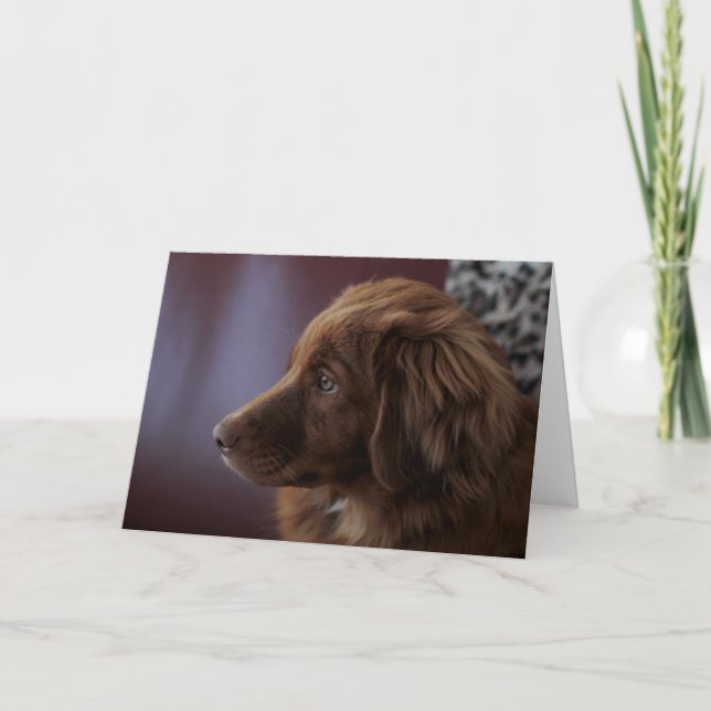Nova Scotia Duck Tolling Retriever Card (Front)