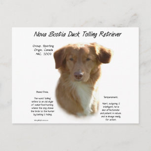 Nova Scotia Duck Tolling Retriever History Design Postcard