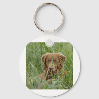 Nova Scotia Duck Tolling Retriever Keychain