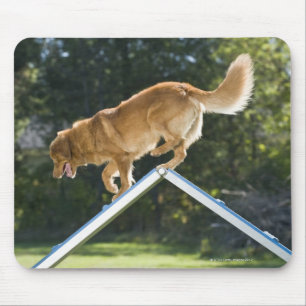 nova scotia duck-tolling retriever mouse pad