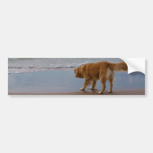 Nova Scotia Duck Tolling Retriever Ocean Cautious Bumper Sticker