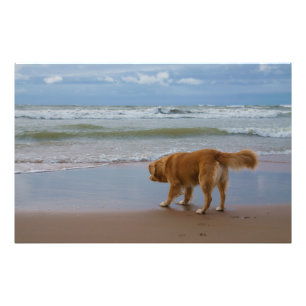 Nova Scotia Duck Tolling Retriever Ocean Cautious Photo Print