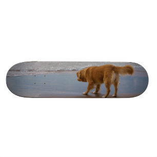 Nova Scotia Duck Tolling Retriever Ocean Cautious Skateboard
