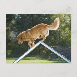 nova scotia duck-tolling retriever postcard