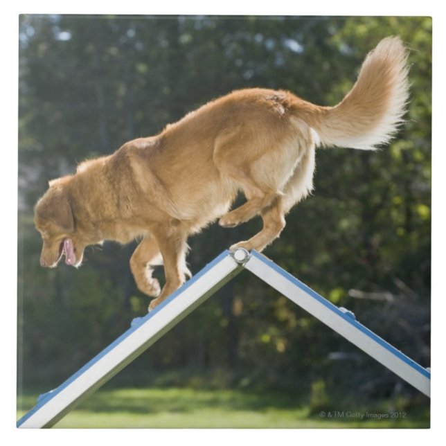 nova scotia duck-tolling retriever tile (Front)