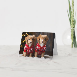 Nova Scotia Ducktolling Retrievers Christmas Card