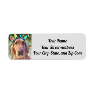Nova The Golden Retriever Christmas Lights Adresse