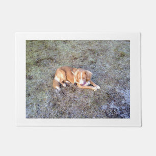 NovaScotiaDuck-TollingRetriever laying 2 Doormat
