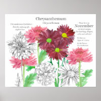 November Birth Flower Language of Flowers