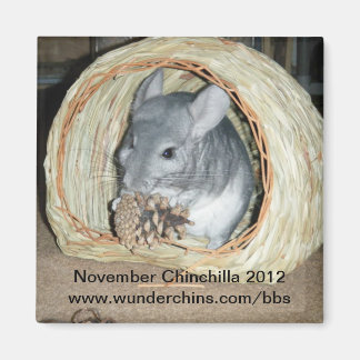 November chinchilla 2012 magnet
