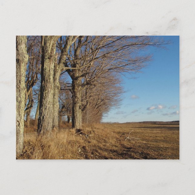 November Field I Postcard (Front)