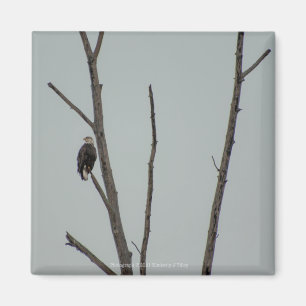 November Magnet