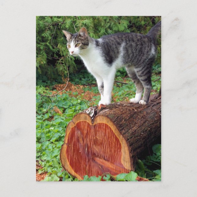 Now You Have My Attention - Kitty Card (Front)