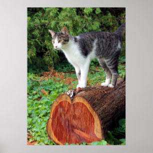 Now You Have My Attention - Kitty Poster