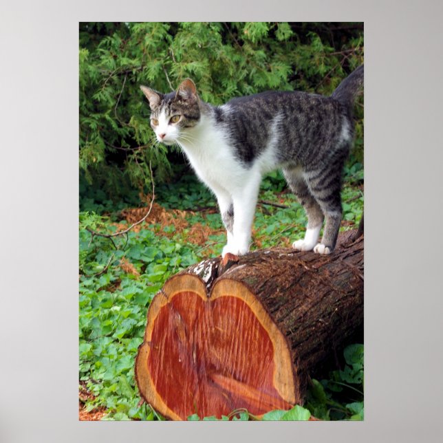 Now You Have My Attention - Kitty Poster (Front)