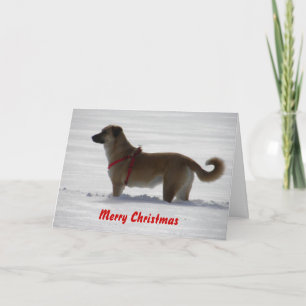 Nowzad Rescue Christmas Card