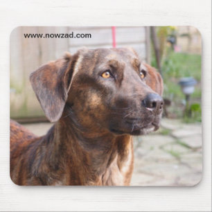 Nowzad Rescue Dog Brin Mousepad