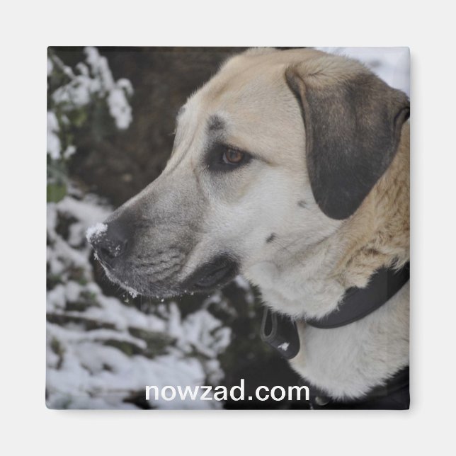 Nowzad Rescue Dog Kilo Magnet (Front)