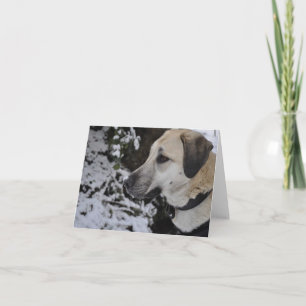 Nowzad Rescue Dog Kilo Notecard