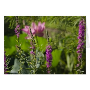 Nuances de rose et de pourpre