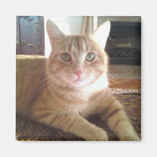 Nubby the cat magnet