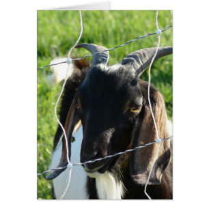 Nubian Billy Goat