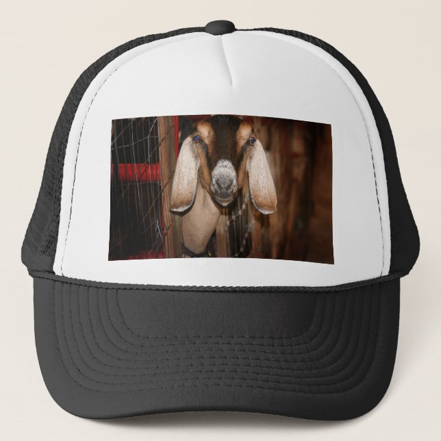 Nubian doe head on getting out of gate trucker hat (Front)
