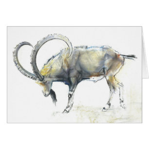 Nubian Ibex 2008