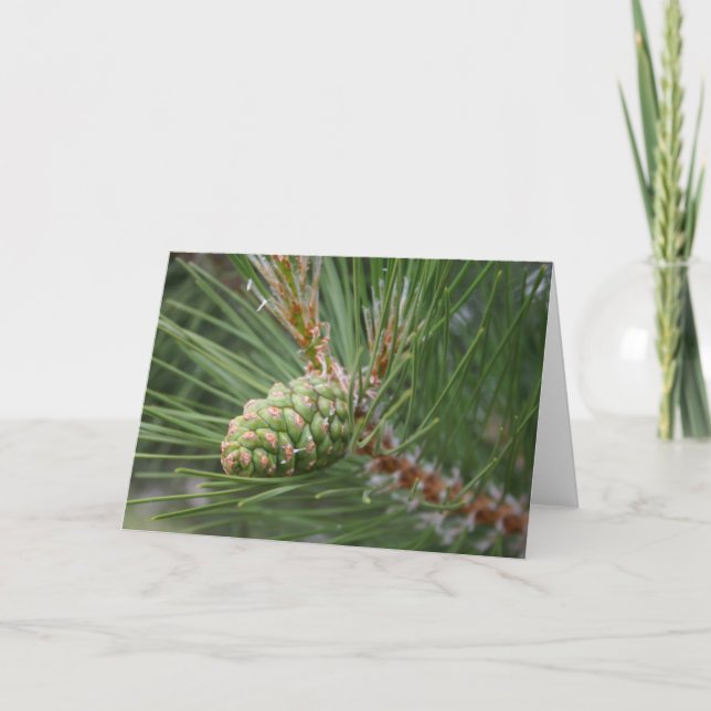 Nublile Pine Cone Card Blank (Front)