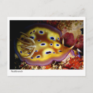 Nudibranch Postcard