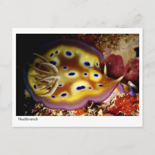 Nudibranch Postcard (Front)
