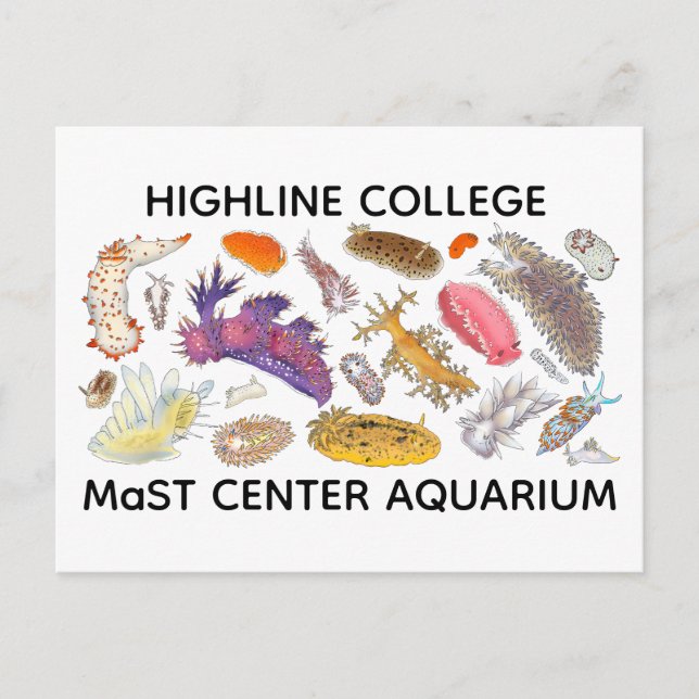 Nudibranch Postcard (Front)