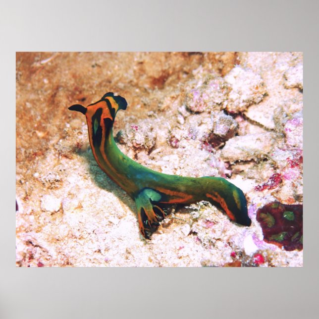Nudibranch Poster (Front)