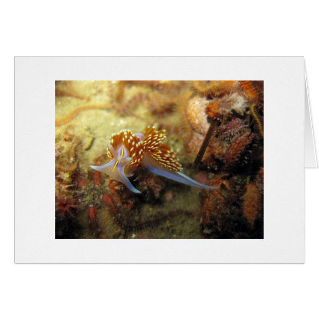 Nudibranche Opalescent (Devant Horizontal)