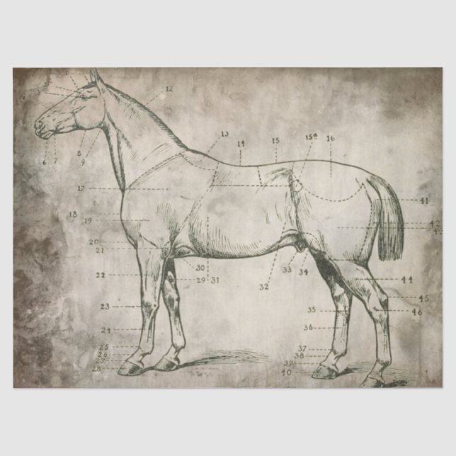 Numbered Horse Tissue Paper (Front)