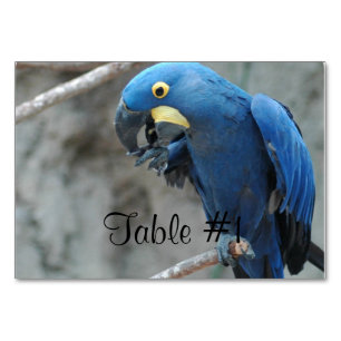 Numéro De Table Blue Hyacinth Macaw