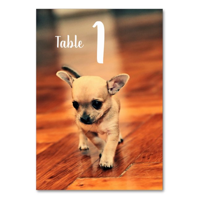 Numéro De Table Chihuahuas mignon Numéro de tableau photo (Par défaut)