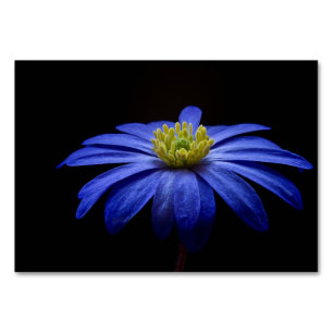 Numéro De Table Fleur Gerbera Blue Daisy sur un arrière - plan noi