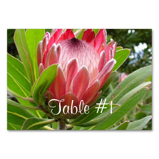 Numéro De Table Fleurs Protea (Devant)