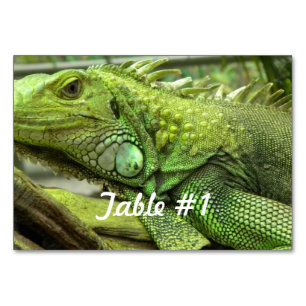 Numéro De Table Iguanas et lézards