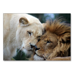 Numéro De Table Lion et lionne