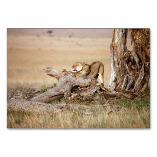 Numéro De Table Lioness stretching